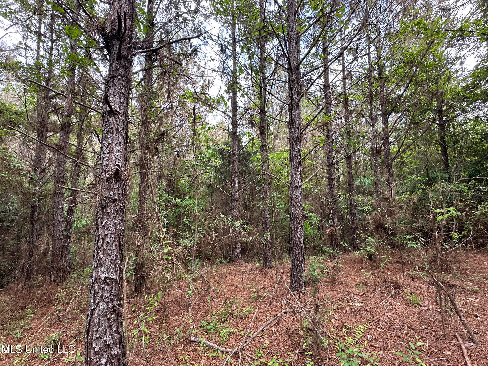 0 Highway 440 West, MS 39192 - Photo 26 of 41 26