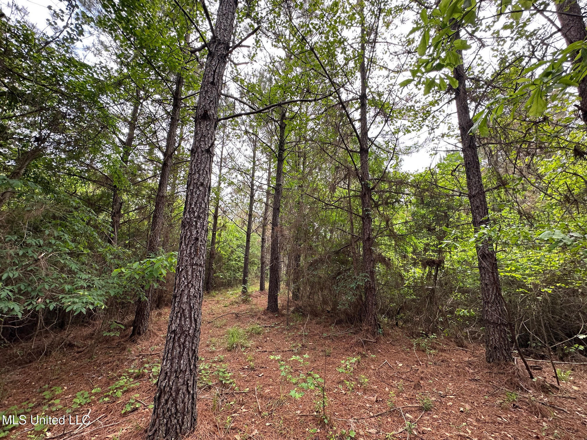 0 Highway 440 West, MS 39192 - Photo 27 of 41 27