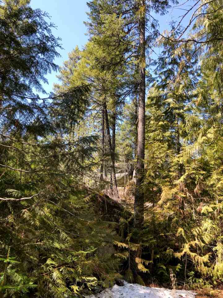 0 Shale Road Newport, WA 99156 - Photo 16 of 19
