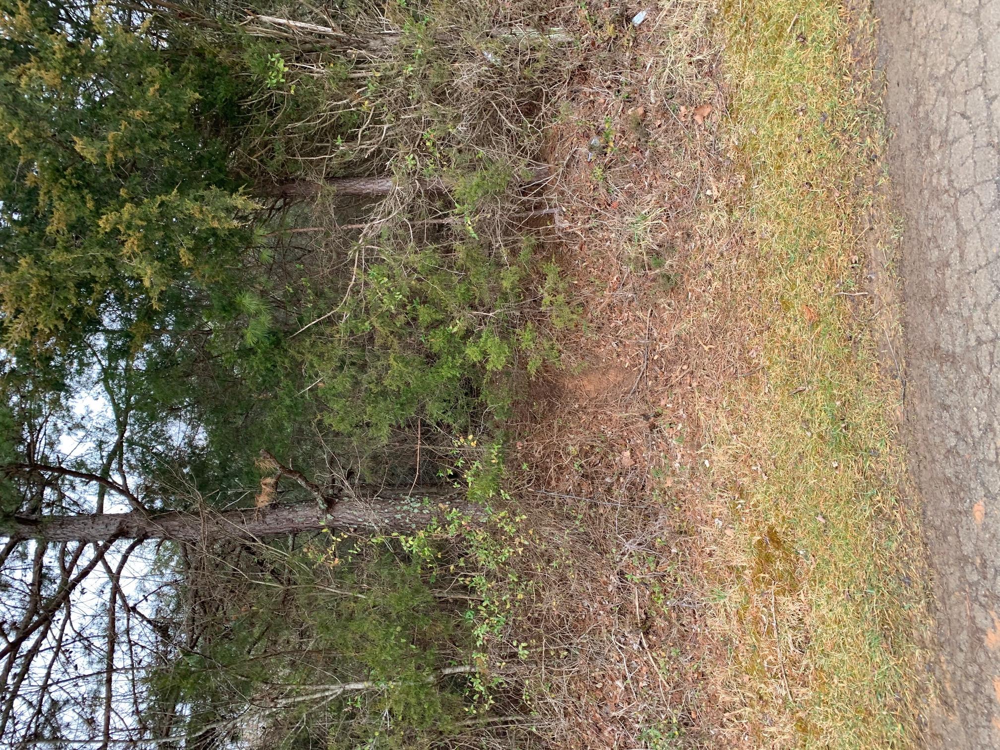 Lot 13 Brantley Acres Road Speedwell, TN 37870 - Photo 6 of 9 IMG_7444