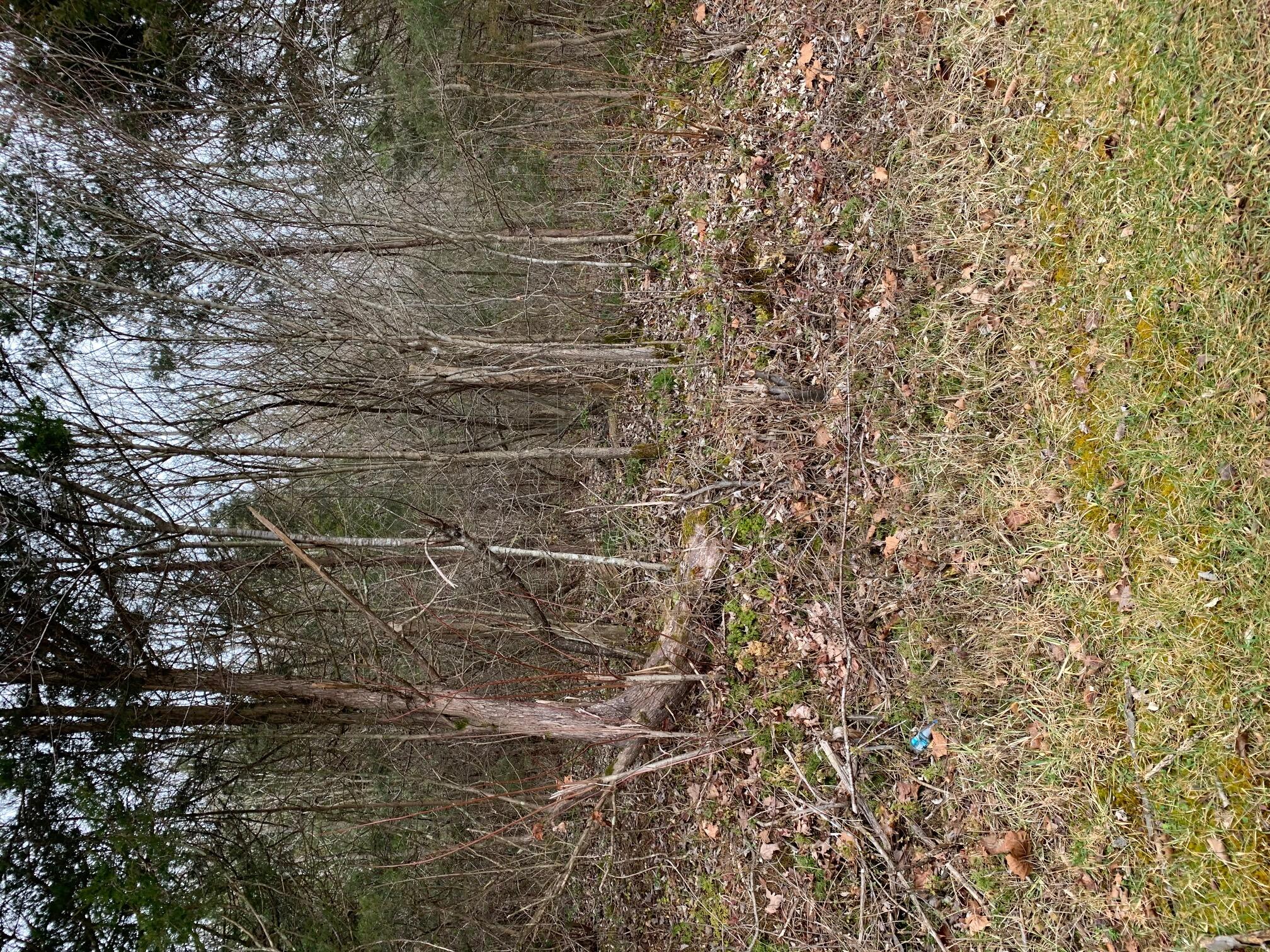 Lot 13 Brantley Acres Road Speedwell, TN 37870 - Photo 7 of 9 IMG_7445