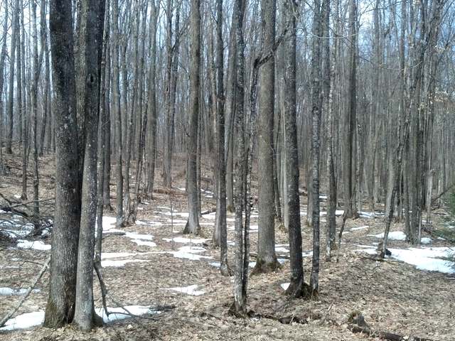 Near Military Road Eagle River, WI 54521 - Photo 3 of 3 Gallery Image 3