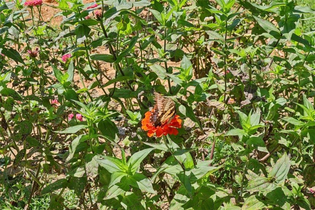 250 Stagecoach Road Oxford, GA 30054 - Photo 54 of 76