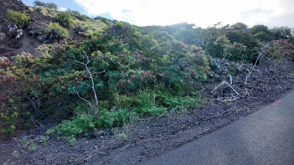 88-1556 Pikake Captain Cook, HI 96704 - Photo 9 of 11 a view of a forest with a street