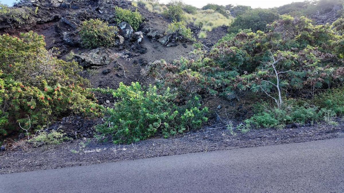 88-1556 Pikake Captain Cook, HI 96704 - Photo 10 of 11 a view of a dry yard with trees and plants