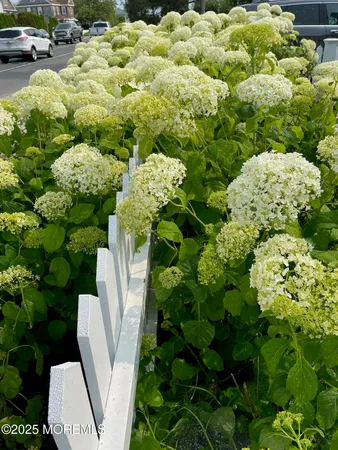 a view of a garden with plants