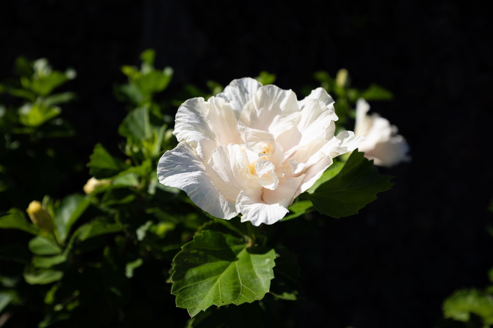 300 Mehana Road, Unit B Haiku, HI 96708 - Photo 31 of 46