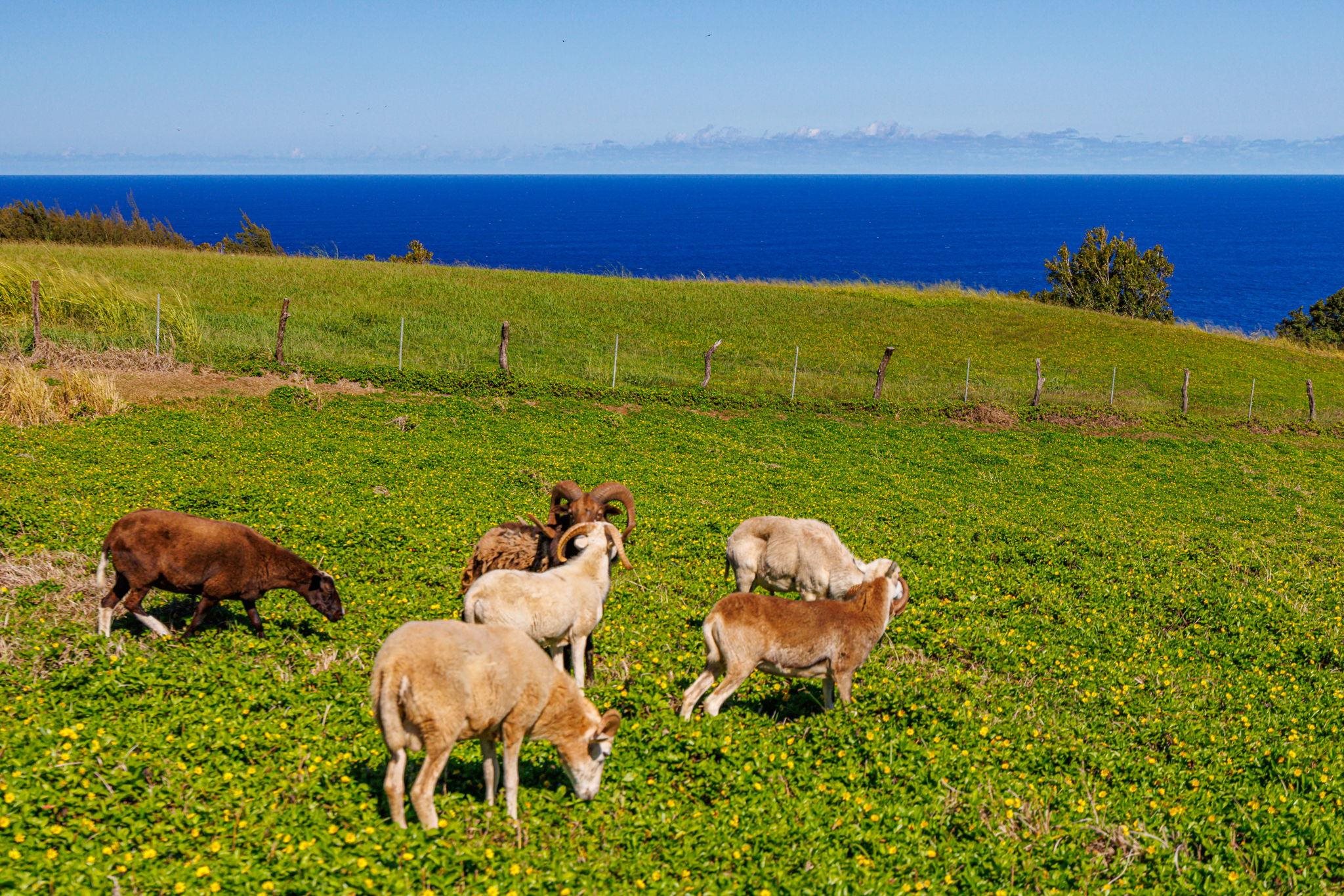 300 Mehana Road, Unit B Haiku, HI 96708 - Photo 41 of 46