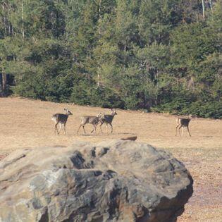35 Beech Ridge Road North Berwick, ME 03906 - Photo 63 of 94 backyard deer