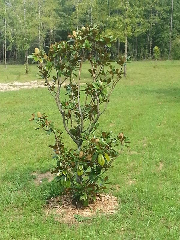 Lot 39 Wallace Lake Road Pace, FL 32571 - Photo 4 of 7