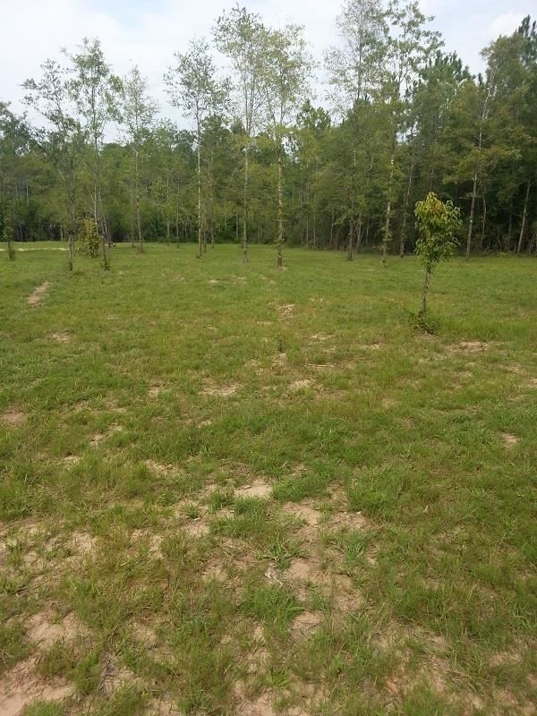 Lot 39 Wallace Lake Road Pace, FL 32571 - Photo 6 of 7