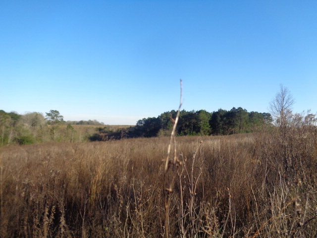72.84 Lynn Jarvis Road Dothan, AL 36303 - Photo 1 of 1 Main View