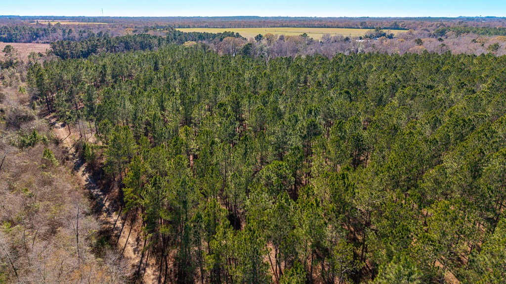 0 Bruner Pond Road Ashford, AL 36312 - Photo 17 of 30