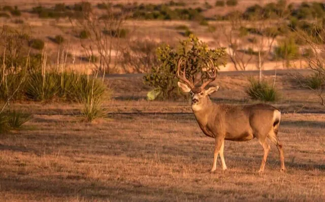 $80,000 | 12570 Montana Way, Amarillo, TX 79118