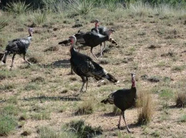 $80,000 | 12570 Montana Way, Amarillo, TX 79118