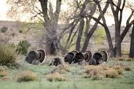 $80,000 | 12570 Montana Way, Amarillo, TX 79118