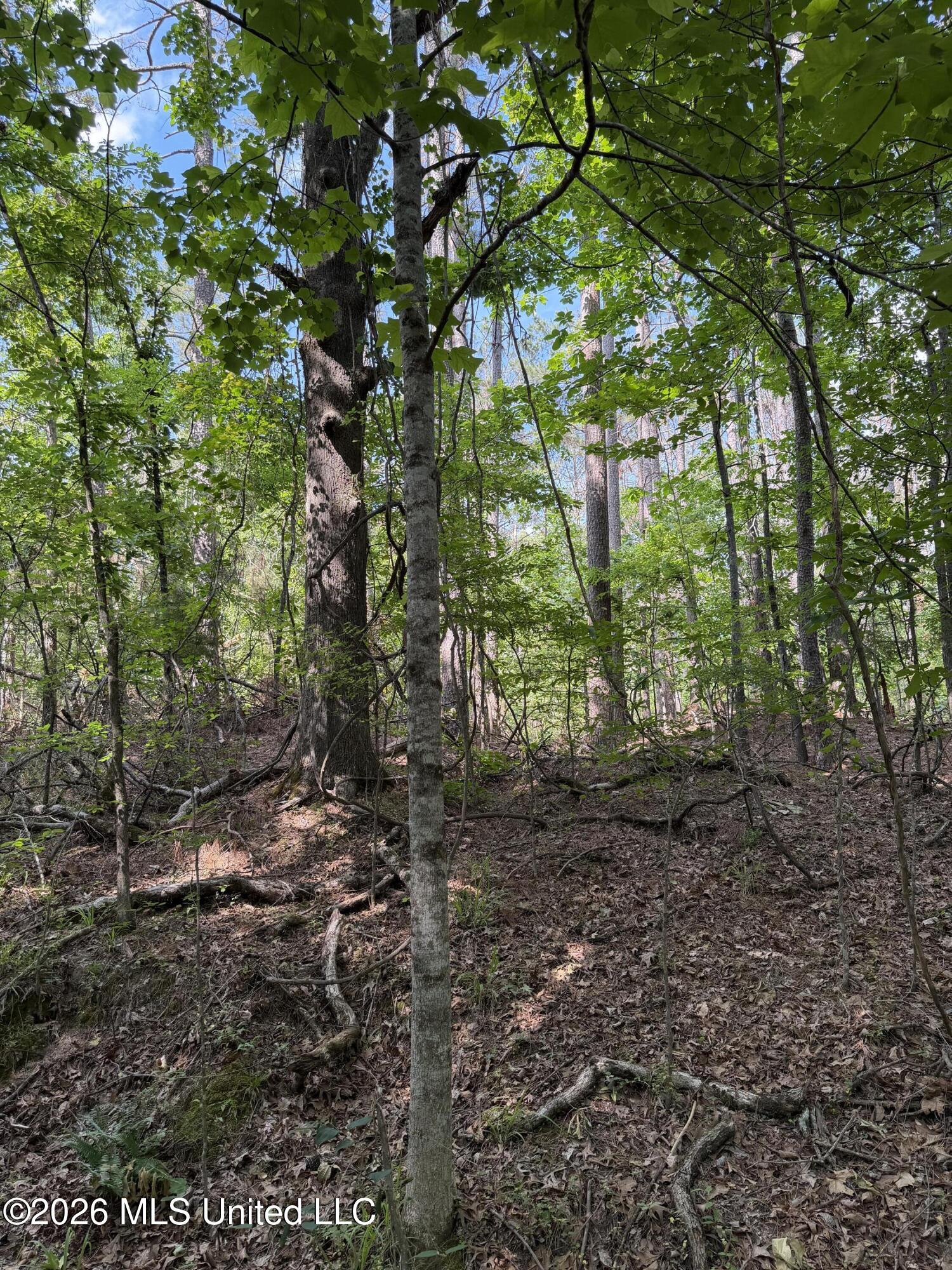 80 Co Road Como, MS 38619 - Photo 5 of 10 IMG_0094