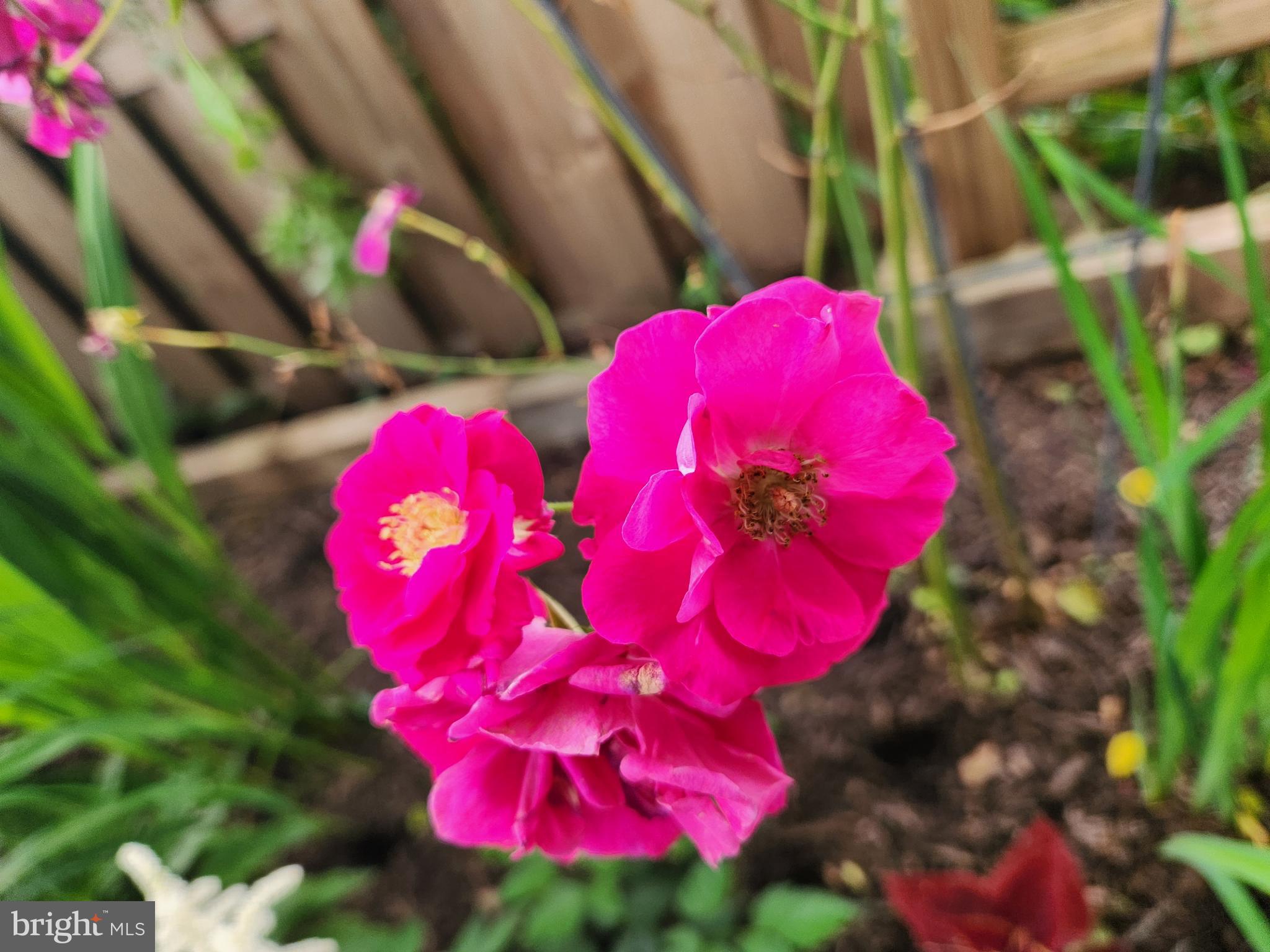 301 North 3rd Street Telford, PA 18969 - Photo 46 of 47 Vibrant pink blooms in a lush garden setting.