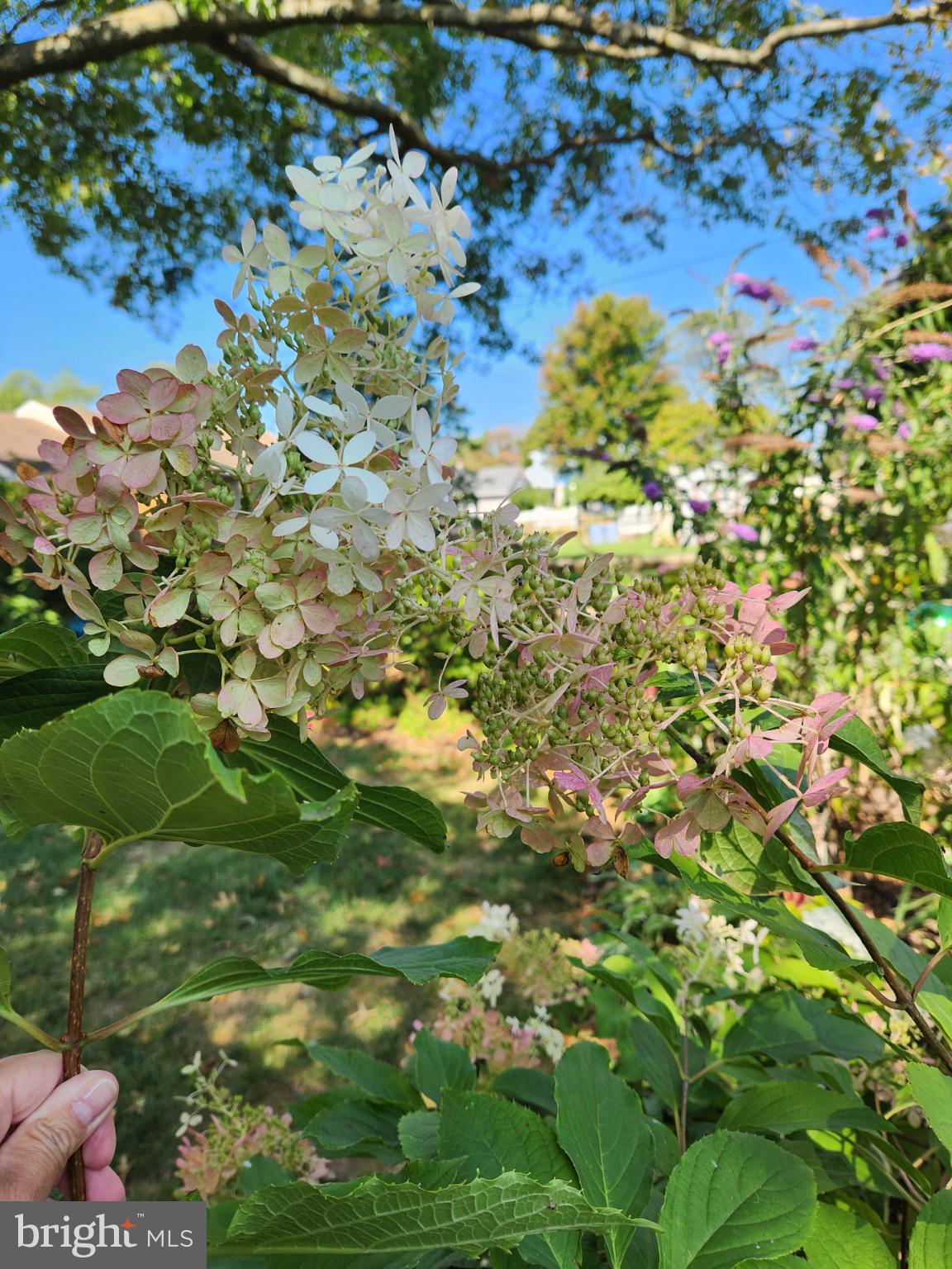 301 North 3rd Street Telford, PA 18969 - Photo 47 of 47 Delicate blooms in a vibrant garden.