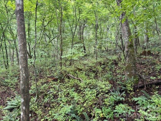Tbd Meadow Fork Road Hot Springs, NC 28743 - Photo 14 of 20