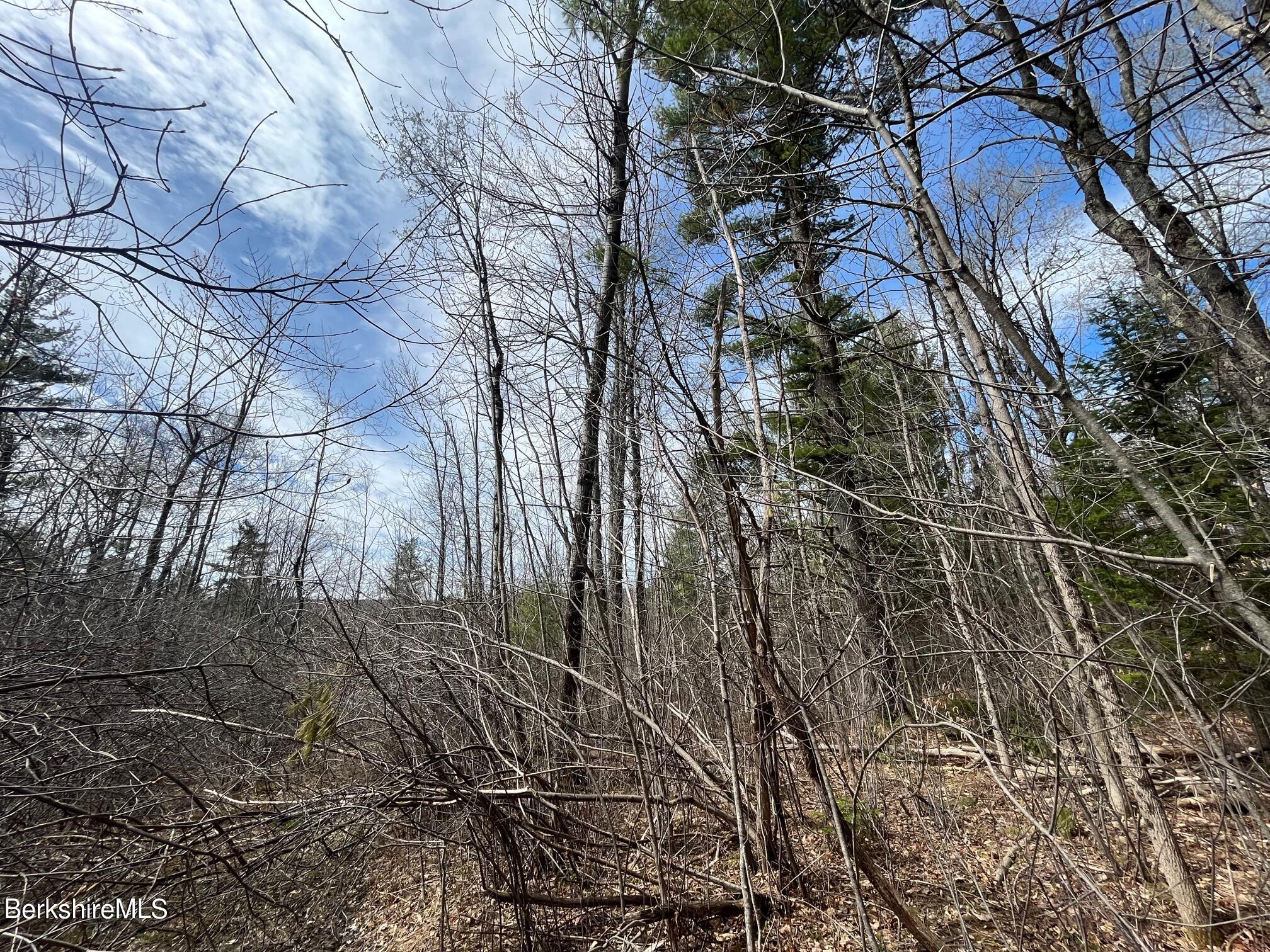 331 Shaw Road Windsor, MA 01270 - Photo 26 of 30 early spring view of land