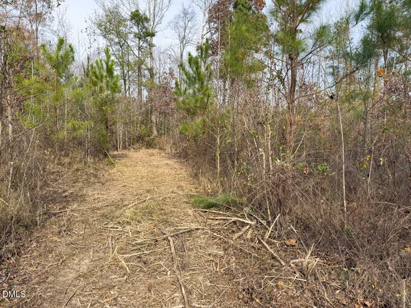 a view of a forest with trees in the background