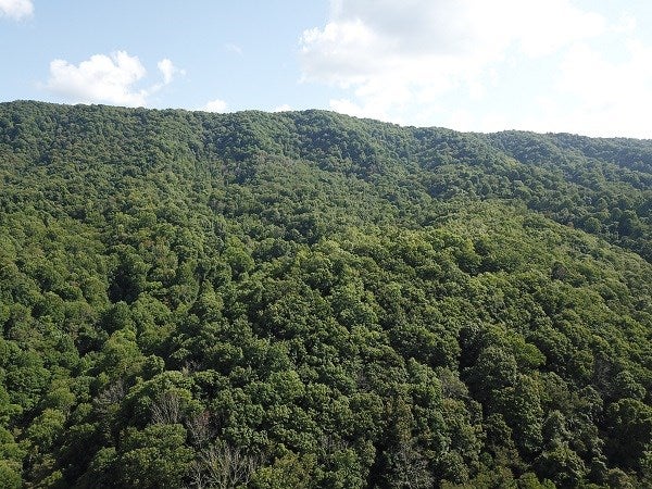 0 Nebo Mountain Road Ceres, VA 24318 - Photo 15 of 33 Gallery Image 15