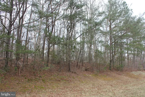 a view of a forest with trees in the background