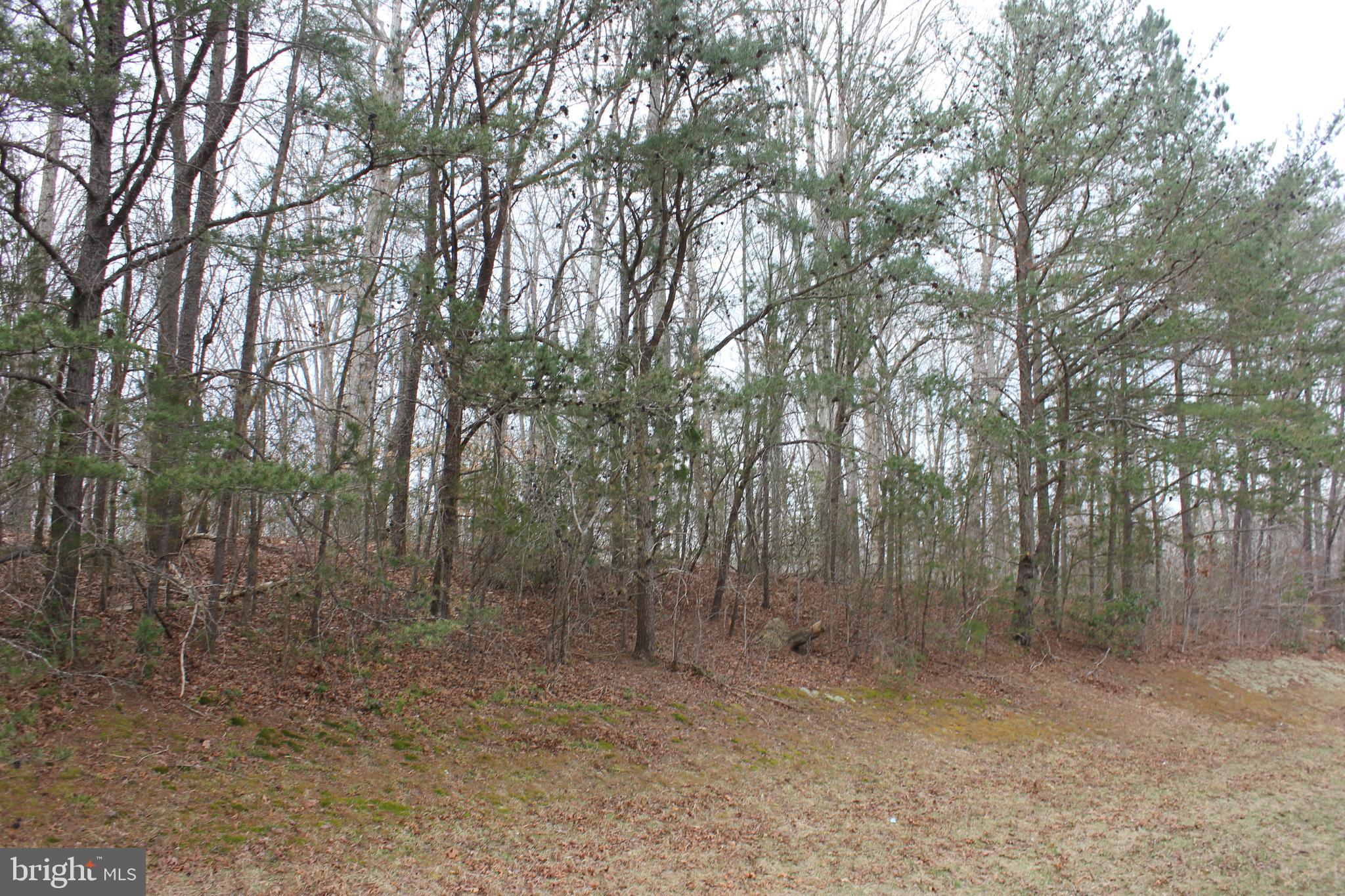 25815 Three Notch Road Hollywood, MD 20636 - Photo 2 of 6 a view of a forest with trees in the background