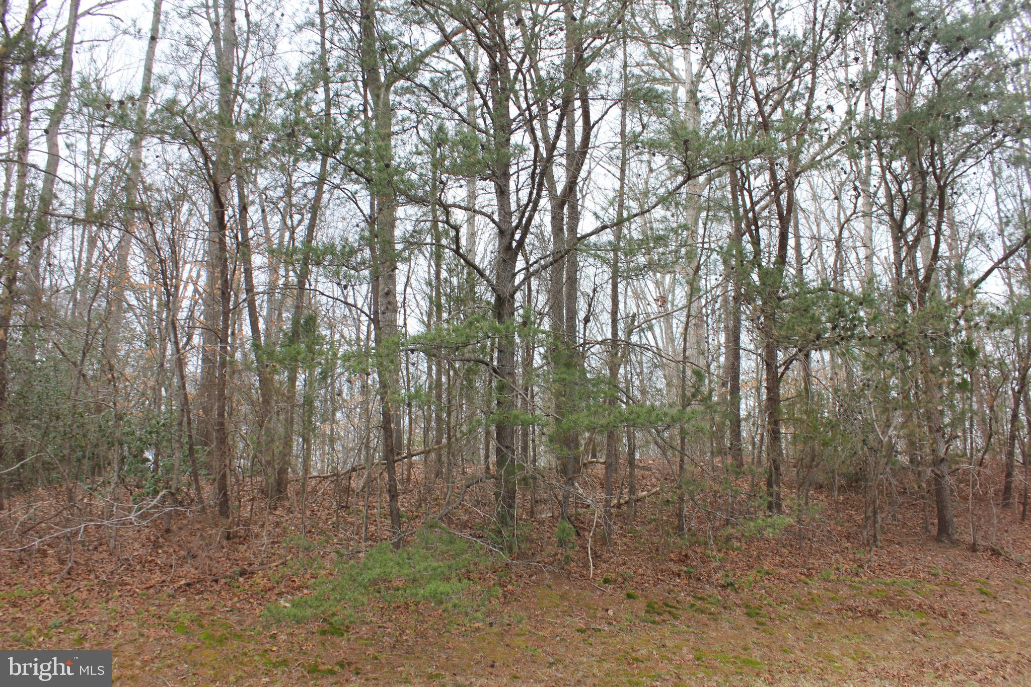 25815 Three Notch Road Hollywood, MD 20636 - Photo 3 of 6 a view of forest