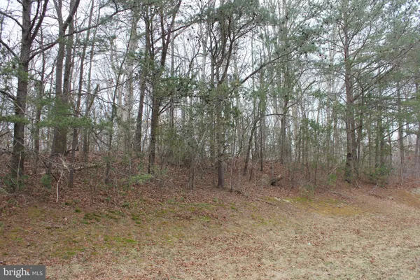 a view of a forest with trees in the background