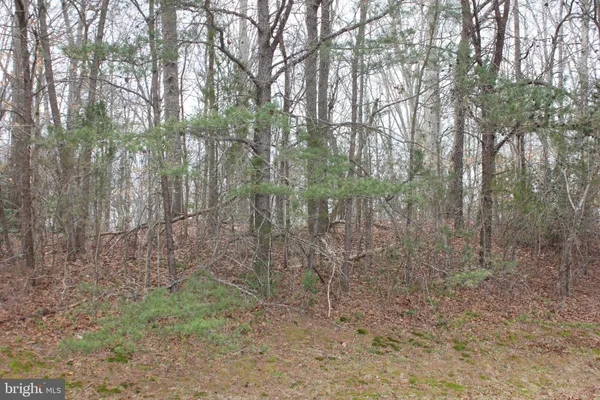 a view of a forest with lots of trees