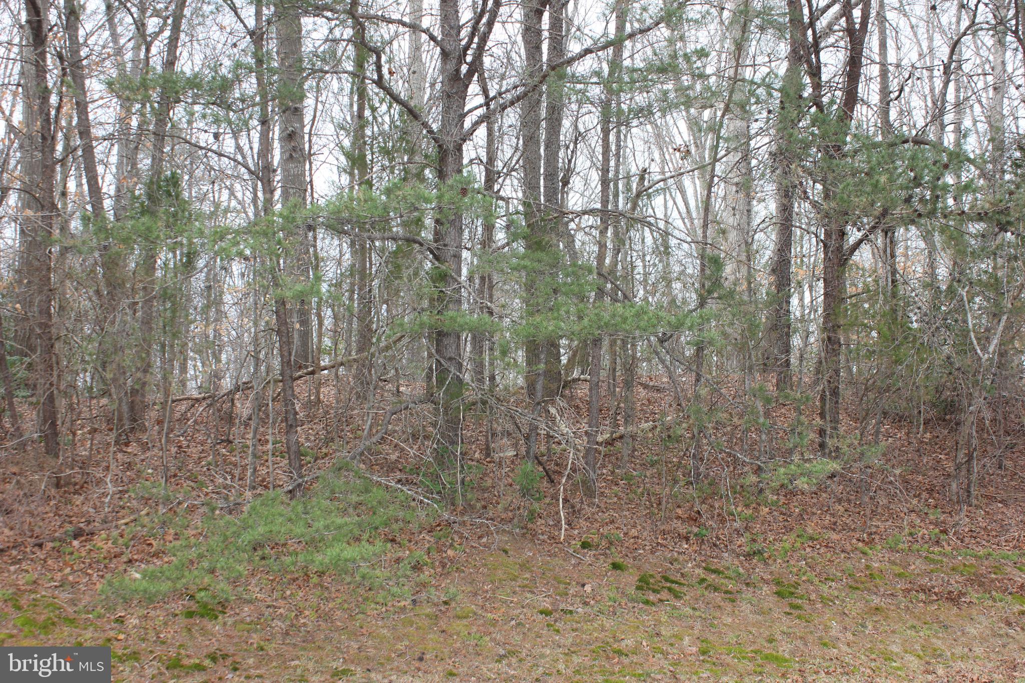 25815 Three Notch Road Hollywood, MD 20636 - Photo 5 of 6 a view of a forest with lots of trees