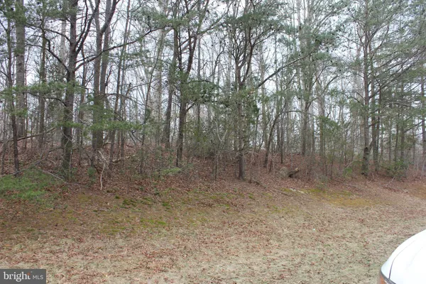 a view of a forest with trees in the background