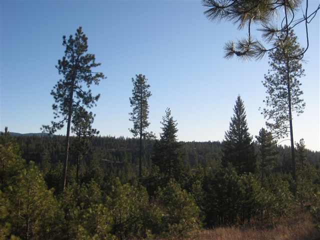 1 East Antler Road Chattaroy, WA 99003 - Photo 3 of 9 Gallery Image 3