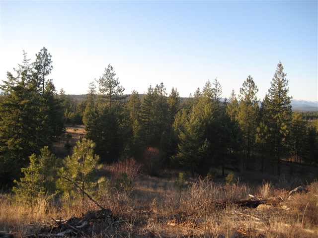 1 East Antler Road Chattaroy, WA 99003 - Photo 6 of 9 Gallery Image 6