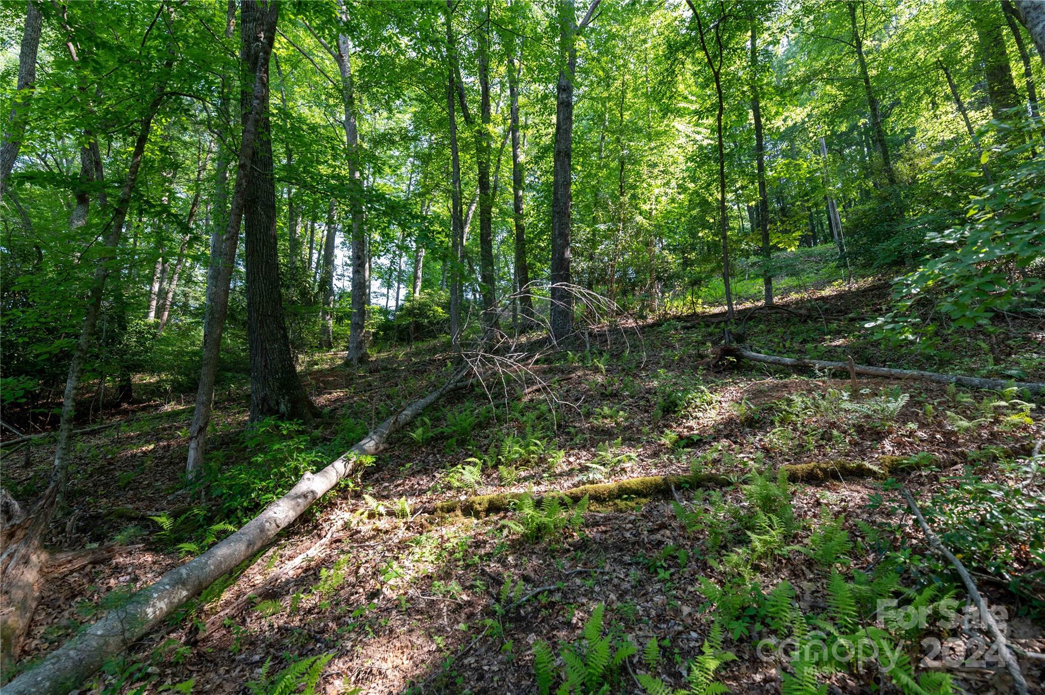 0 Deer Park Lake Road Spruce Pine, NC 28777 - Photo 13 of 21 a big yard with lots of green space and deers
