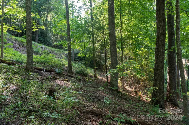 a view of a forest with trees