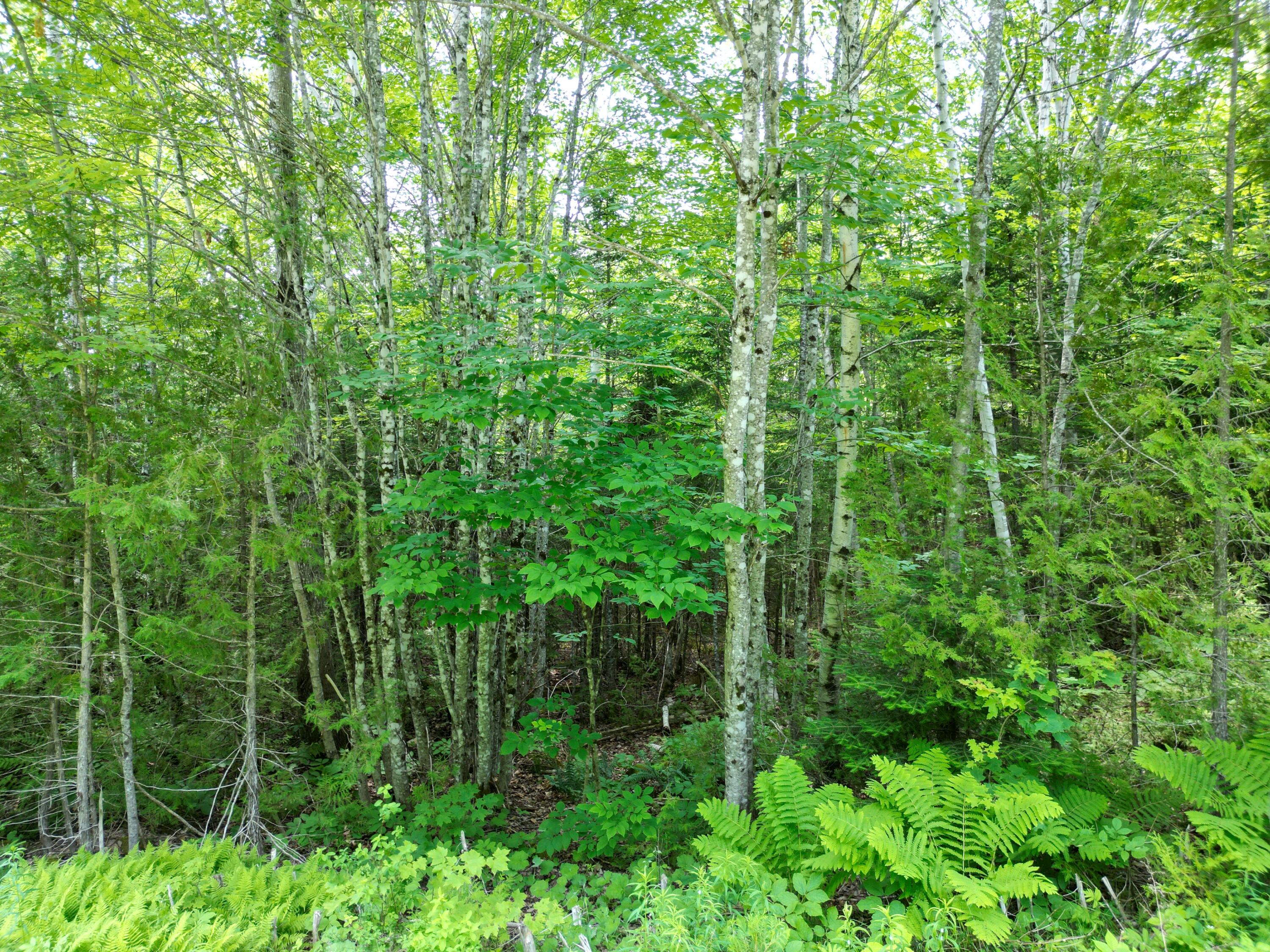 Lot 7 Dirty Glove Road Springfield, ME 04487 - Photo 6 of 20 DJI_0798