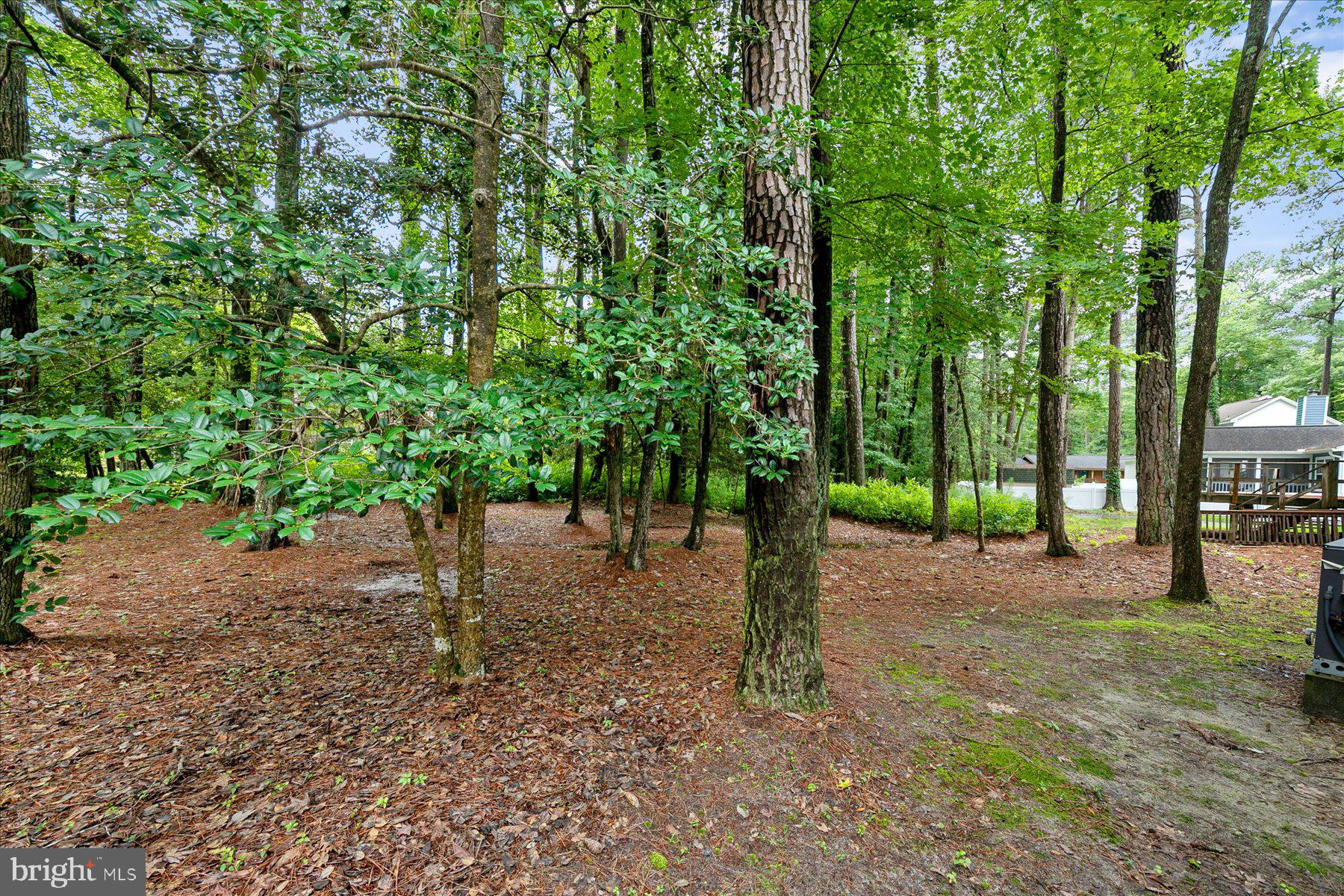 120 Pinehurst Road Berlin, MD 21811 - Photo 32 of 37 a view of a tree in the middle of a forest