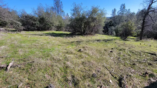 a view of a yard with a tree