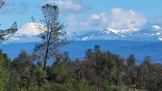 a view of a park with large trees