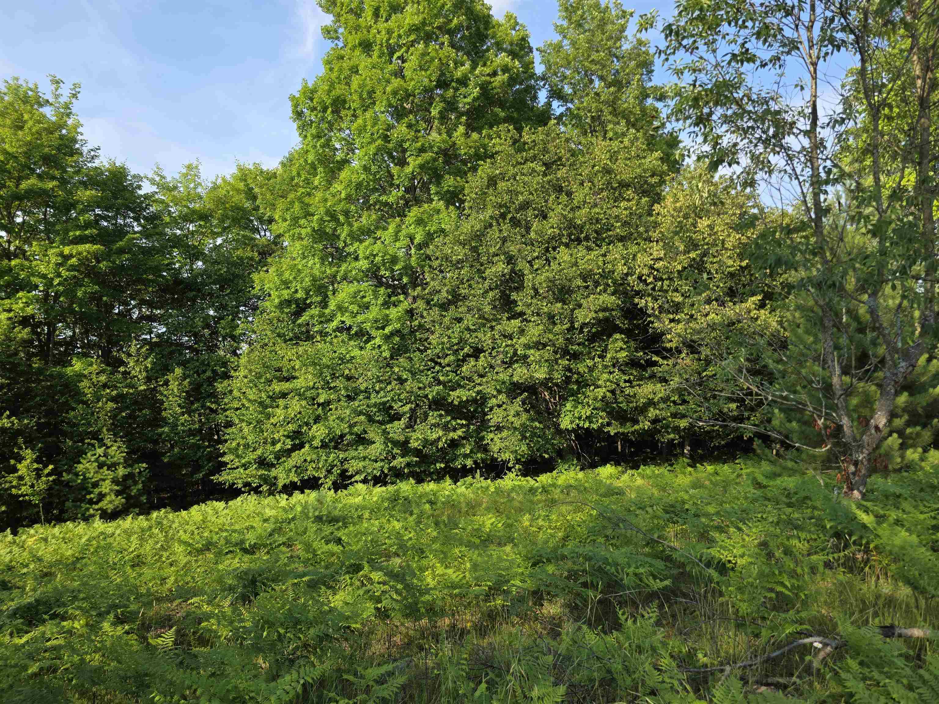 0 Arnold Road Manton, MI 49663 - Photo 24 of 63