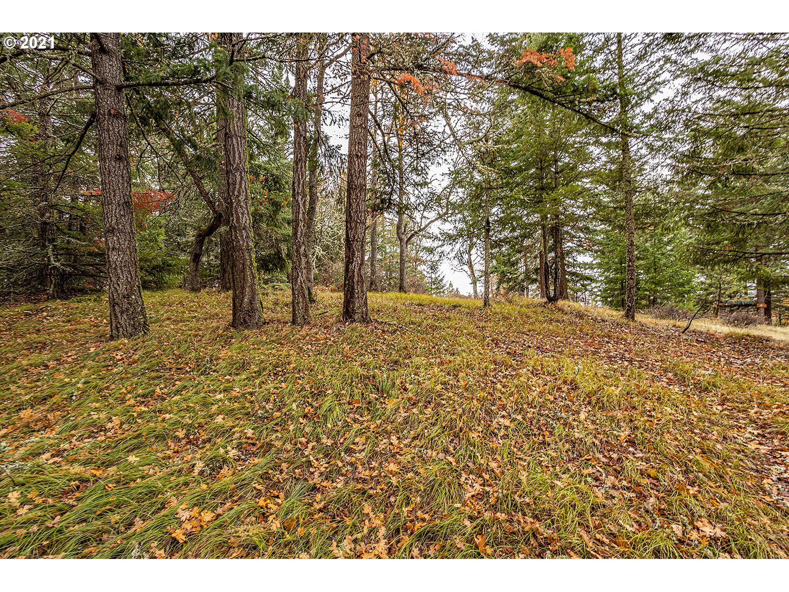 390 Canyon Road Lyle, WA 98635 - Photo 12 of 29 Gallery Image 12