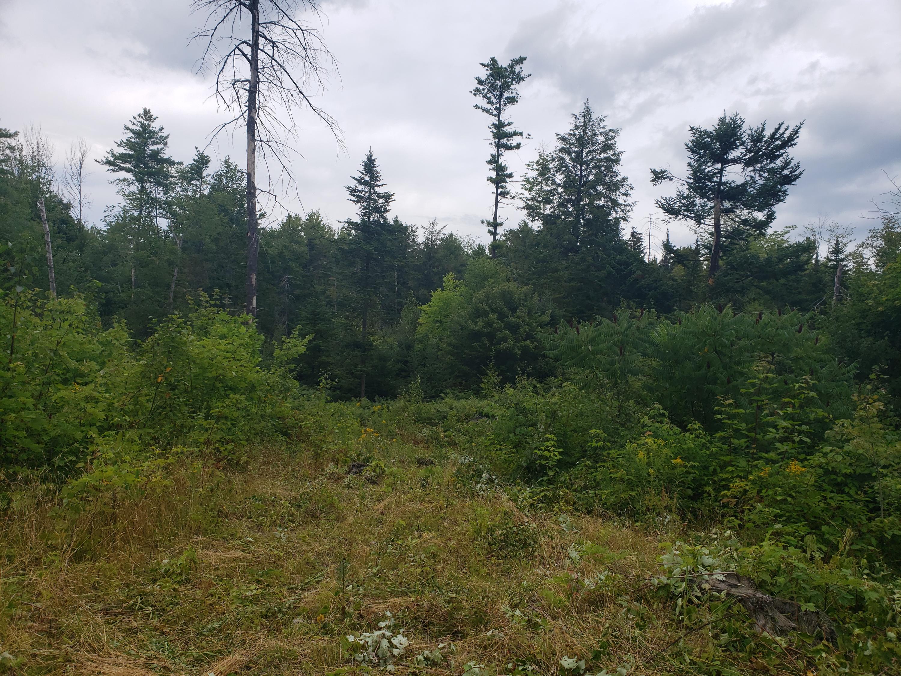 Tbd Lomie Rivers Road Jay, ME 04239 - Photo 22 of 30 20190813_131022