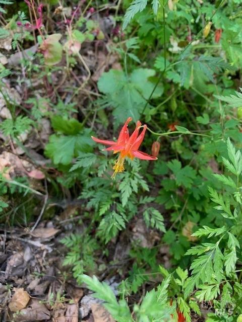 2100 Big Ridge Road Healdsburg, CA 95448 - Photo 10 of 20