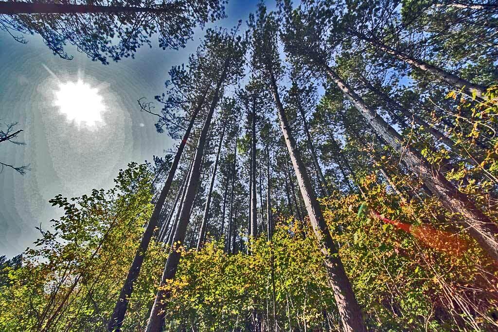 Lot 5.1 Off Ludlow Road Houlton, ME 04730 - Photo 29 of 43 ludlow-tree-farm-maine