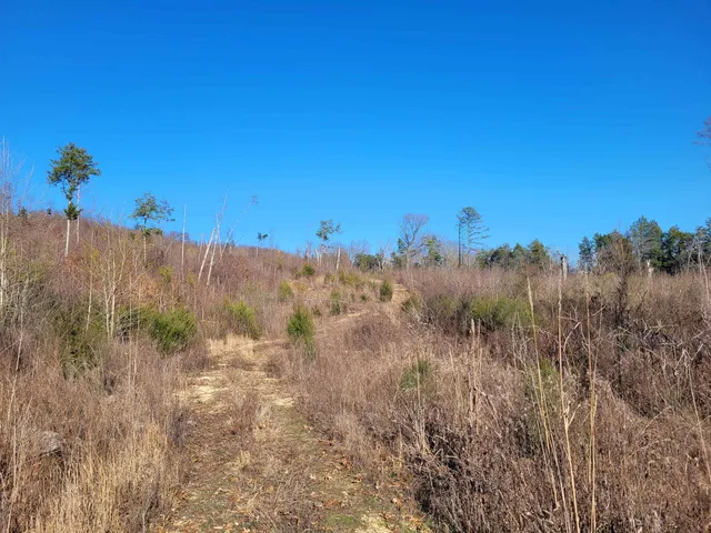 a view of a dry yard with trees in the background