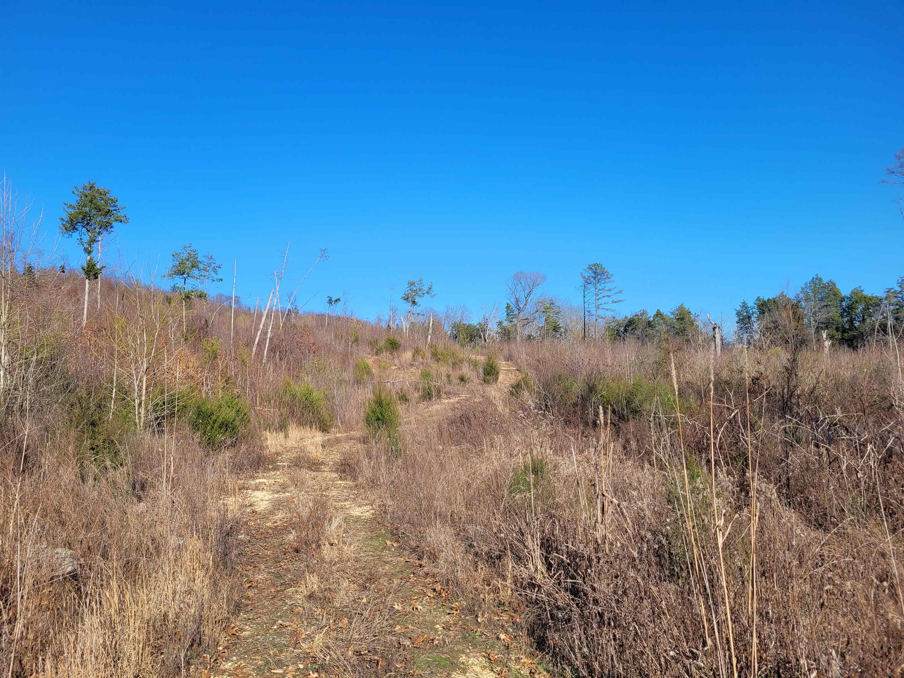 View of local wilderness