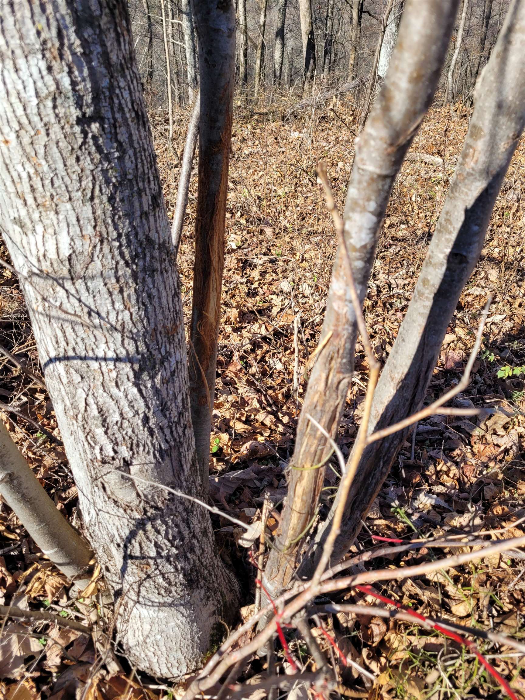 1 Whiteoak Road West Linden, TN 37096 - Photo 11 of 28 Exterior view